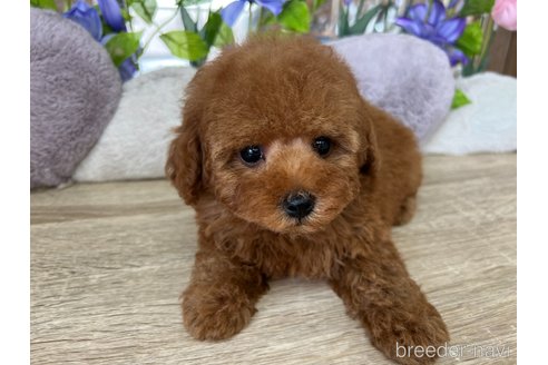 成約済の大阪府のトイプードル-312198の2枚目